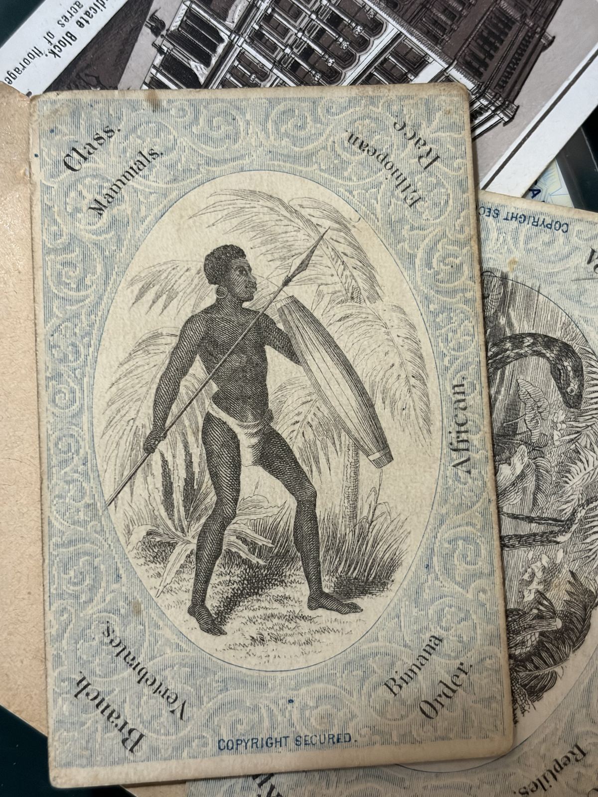Victorian Chromolithograph Natural History Trade Cards (Group of Three)