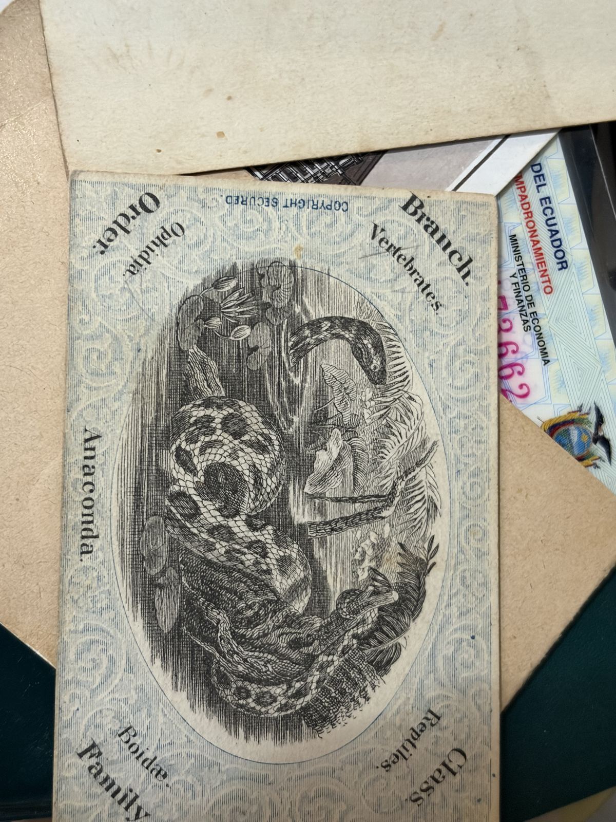 Victorian Chromolithograph Natural History Trade Cards (Group of Three) thumbnail 2