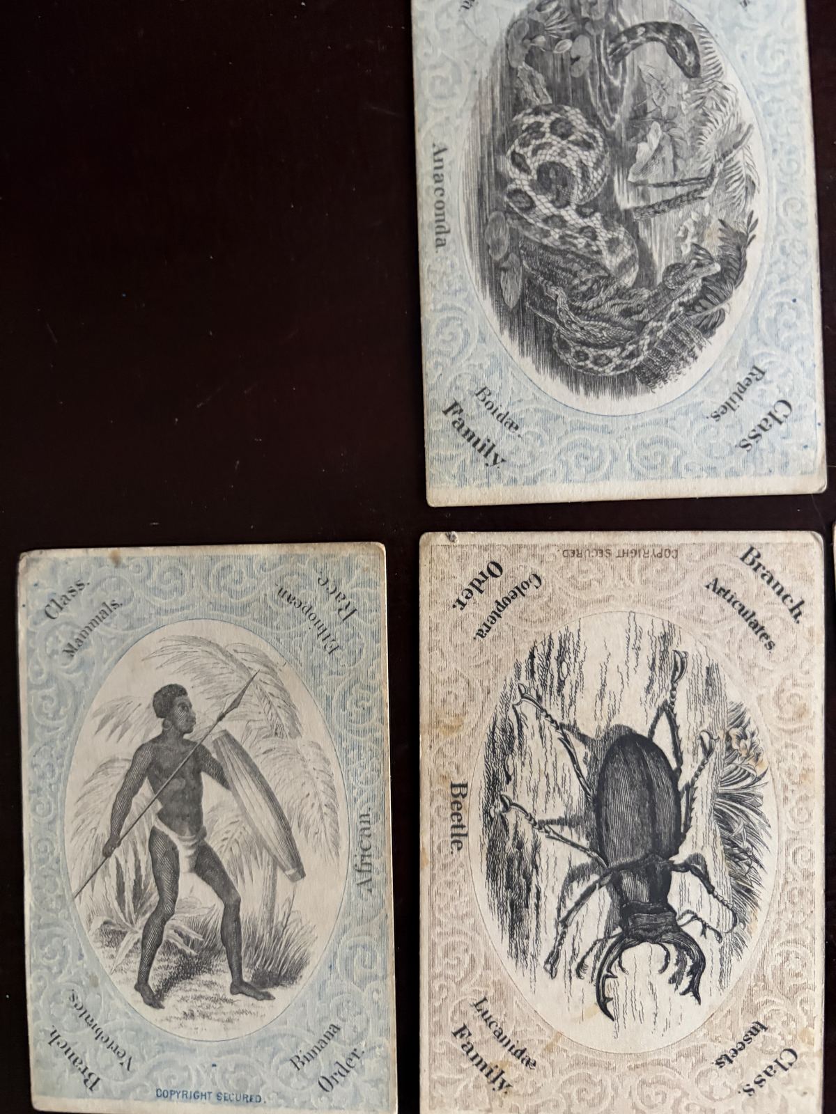Victorian Chromolithograph Natural History Trade Cards (Group of Three) thumbnail 4