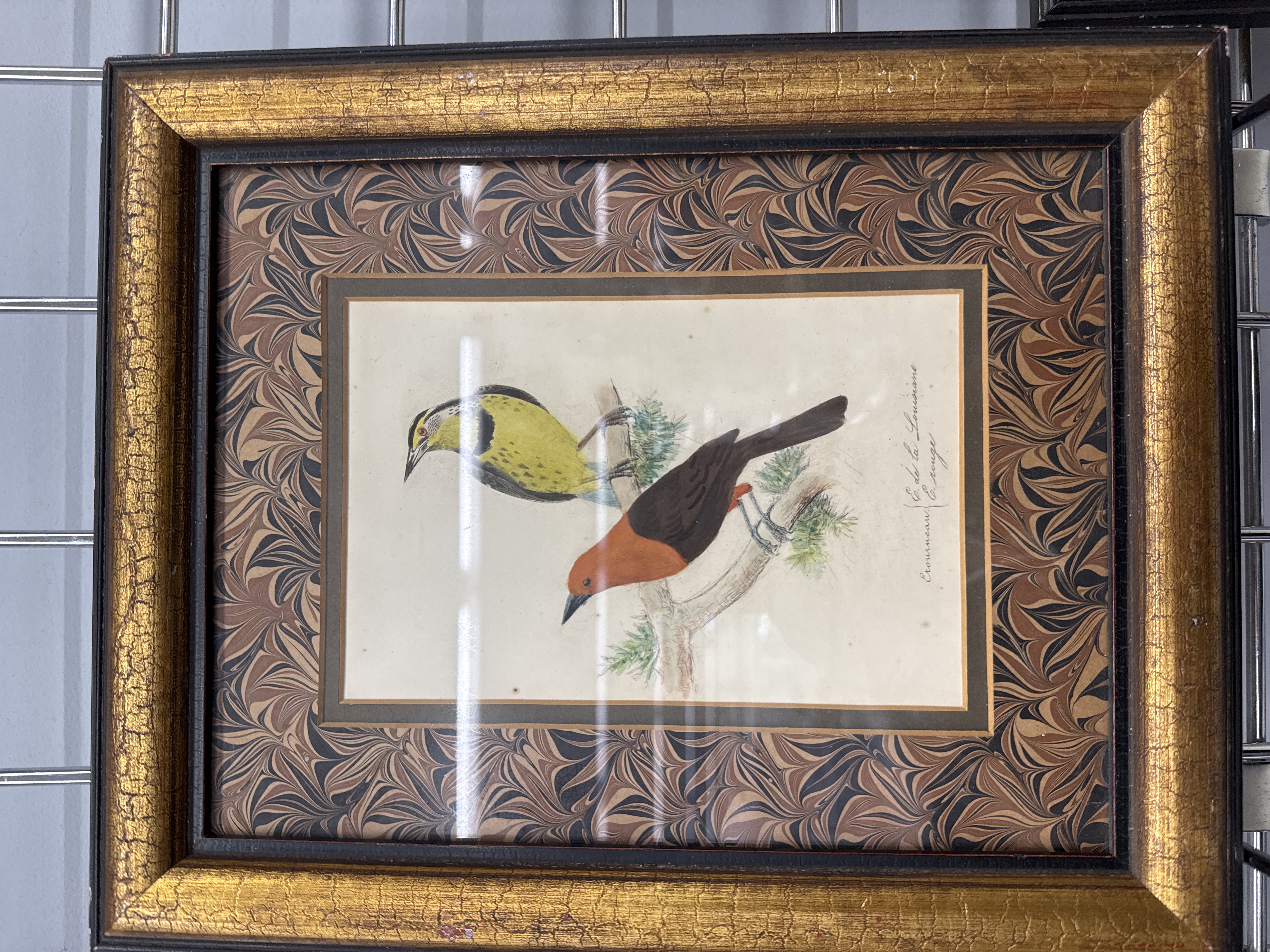 19th Century Ornithological Lithograph