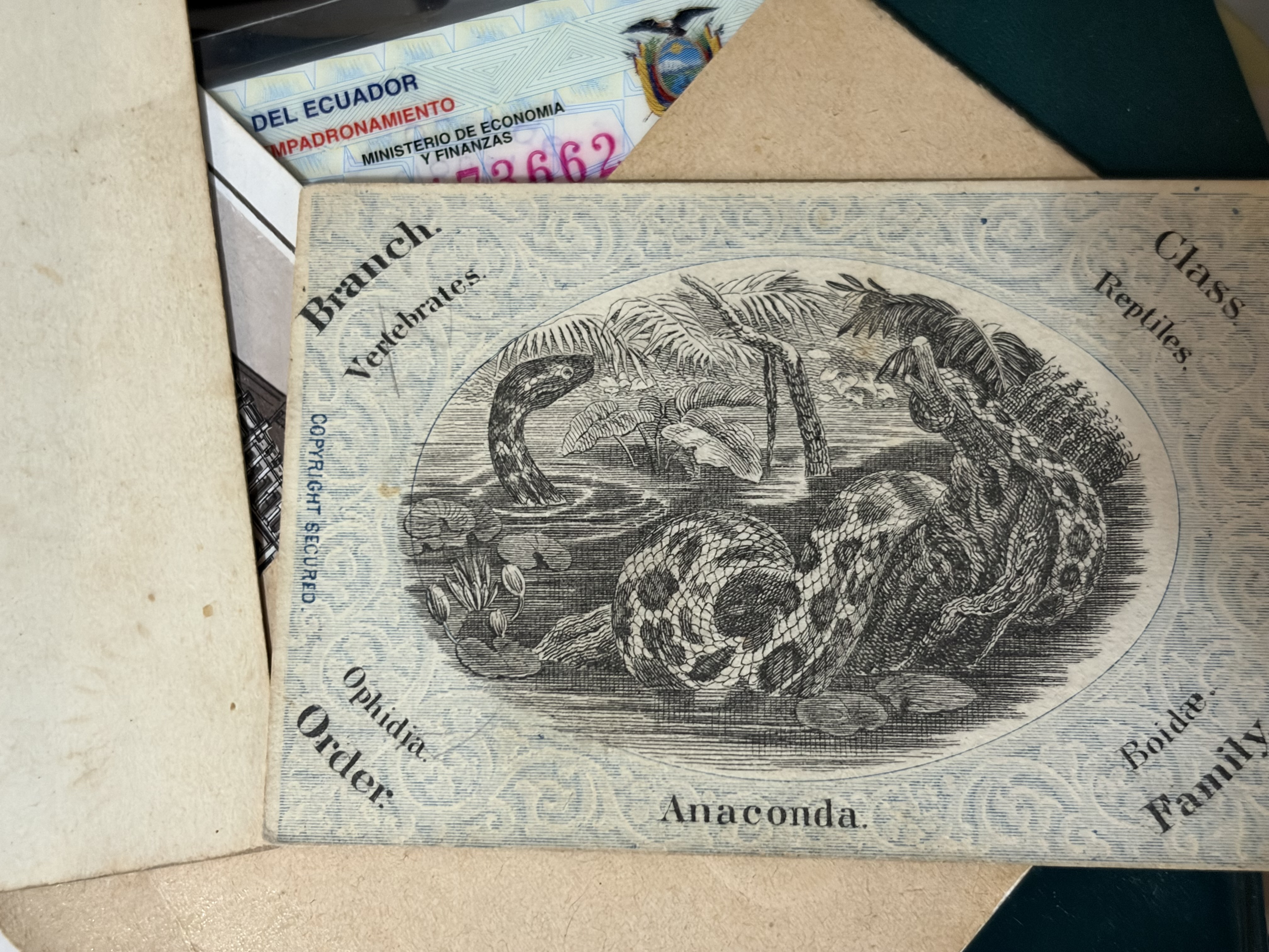19th Century Educational Zoology Cards thumbnail 2