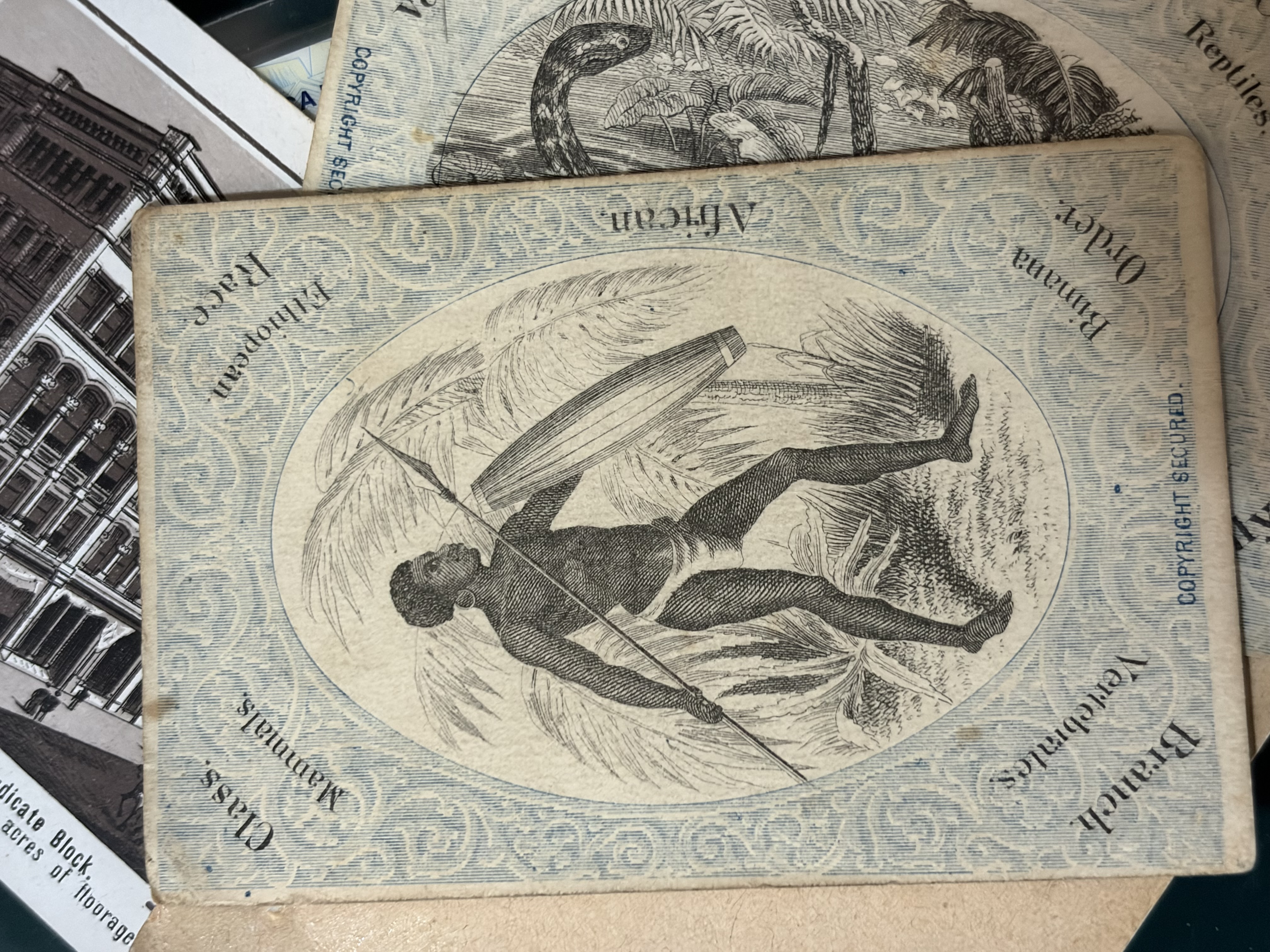 19th Century Educational Zoology Cards thumbnail 3